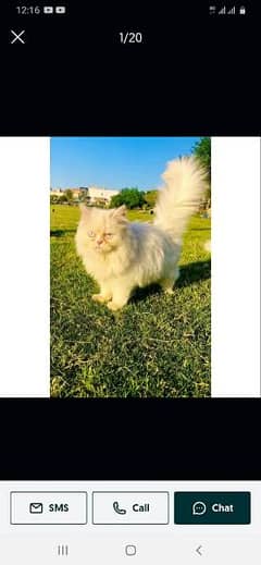 Persian hamalian british punch face piki face cat's and kitten's 0