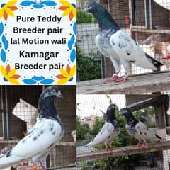 pigeon | teddy kabutar| Kamagar | lal Motion wali |High flying pigeon