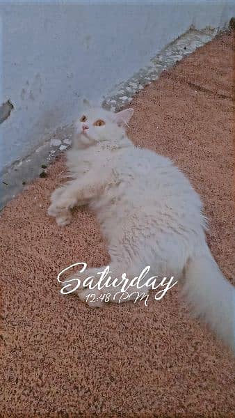 cat for sale | pershian kitten | doll face cat | double coated 2