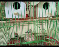 2 pair banglies and zebra finches with cage