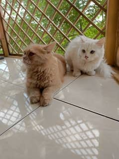 Pure Persian Triple Coat Vaccinated Pair