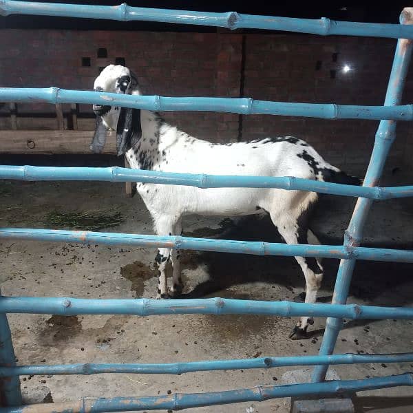 | Bakra | makhi cheeni| Breader Bakra for sale 2