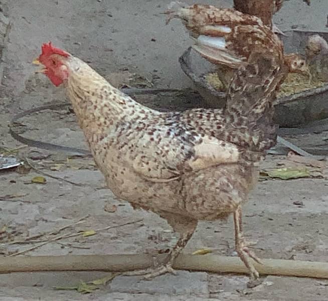 Misri desi golden hens for sale contact on WhatsApp 0