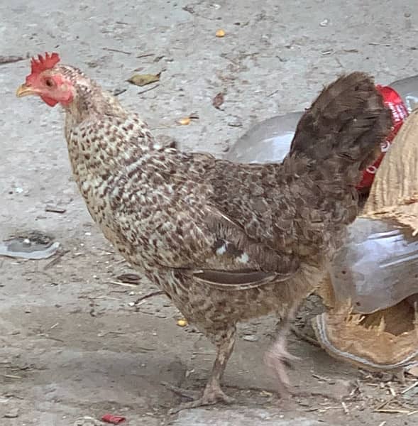 Misri desi golden hens for sale contact on WhatsApp 2