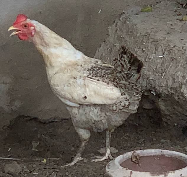 Misri desi golden hens for sale contact on WhatsApp 3