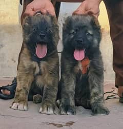 bakarwal male and female