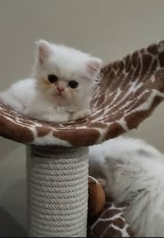 cute Persian kittens  triple coated very playful