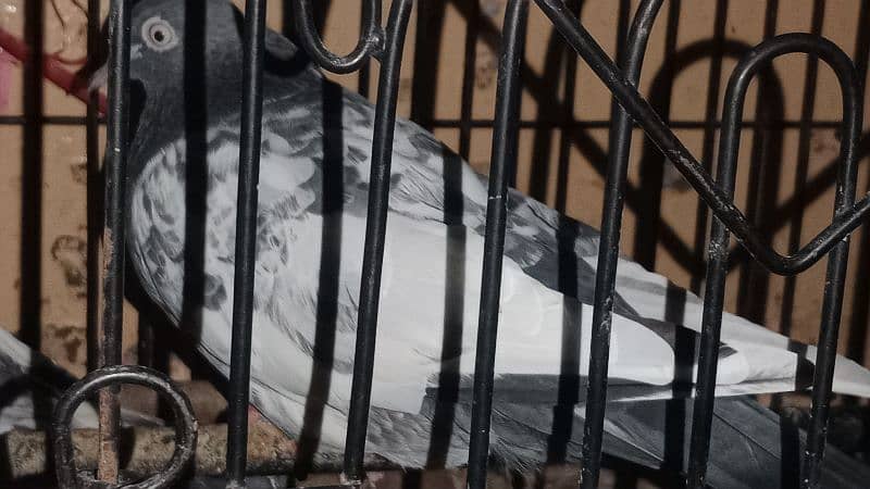 Bhagla Pigeon 1