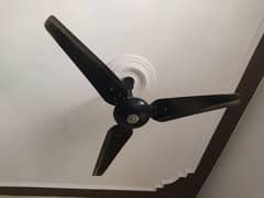 fan