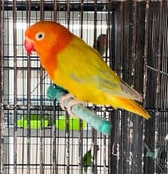 Lovebird 0