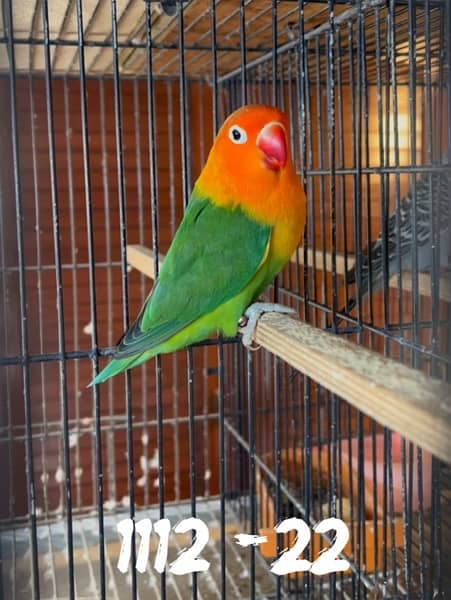 Lovebird 3