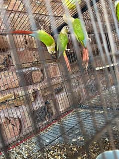 pineapple conure chicks 2