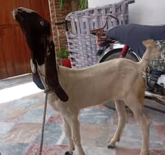 3.5 Months | Punjab nasal goat white eyes for sell not bakra