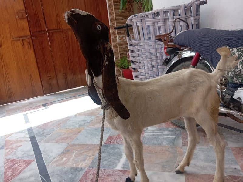 3.5 Months | Punjab nasal goat white eyes for sell not bakra 3