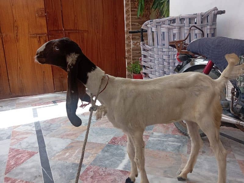 3.5 Months | Punjab nasal goat white eyes for sell not bakra 4