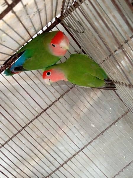 love birds 1