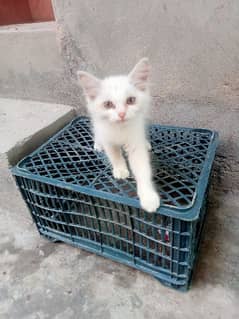 white cat