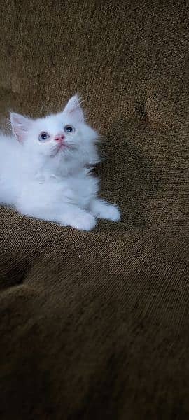 3 Persian kittens available for adoption 5