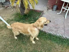 Golden Retriever Male