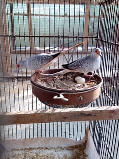 white tail dove breeder pairs