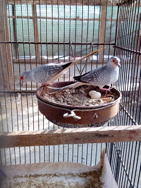 white tail dove breeder pairs 0