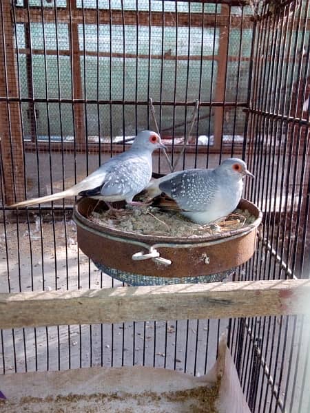 white tail dove breeder pairs 1