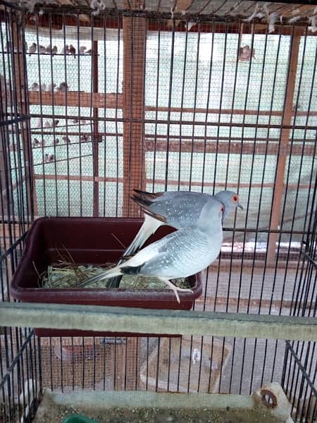 white tail dove breeder pairs 2