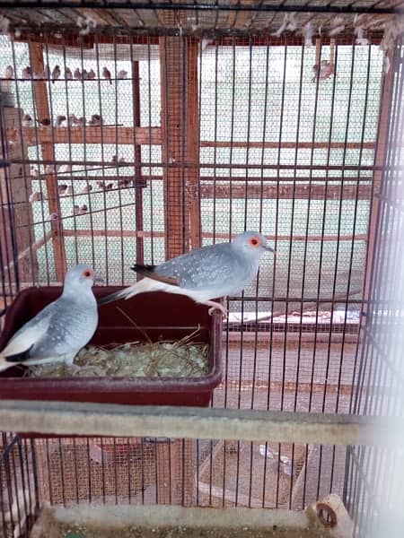 white tail dove breeder pairs 3