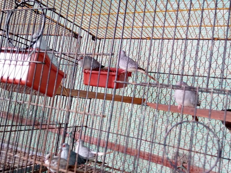 white tail dove breeder pairs 5