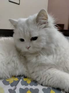 Persian Cats Pure White Female and Pure Black Male