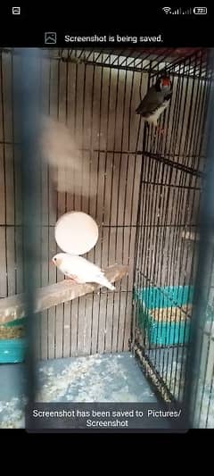 finch undersize male for sell see details