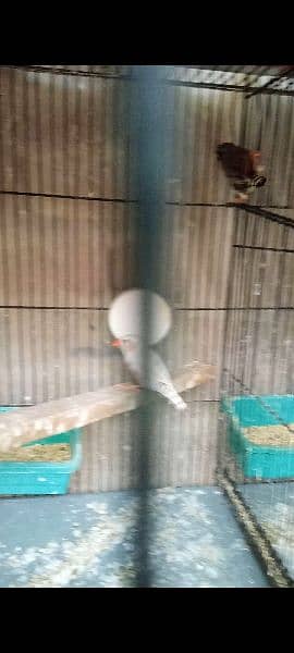 finch undersize male for sell see details 1