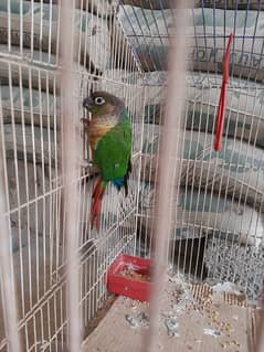 Green conure Urgent sale