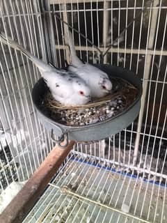 Dimond pied dove breeder pair full wash bloodline