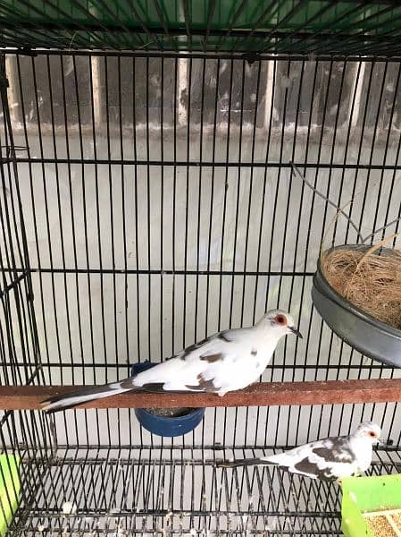 Dimond pied dove breeder pair full wash bloodline 4