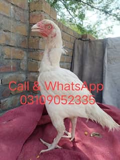 Aseel heera Madi with chicks ( 03109052335)