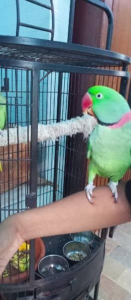 row parrot 4