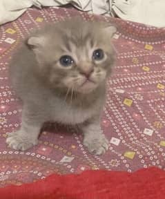 American curl and chartreux short hair breed