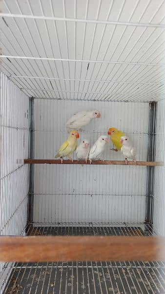 Love birds Creamino decino albino re albino split 16