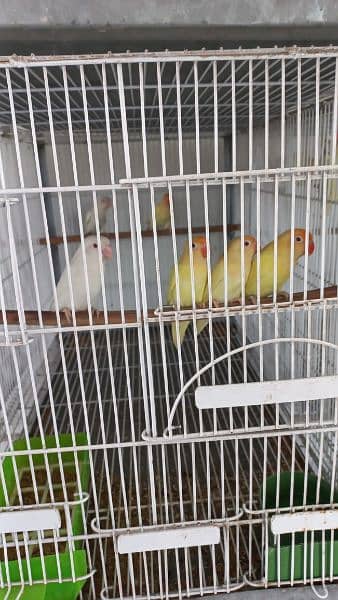 Love birds Creamino decino albino re albino split 17