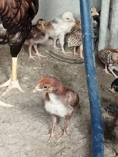 amroha chicks