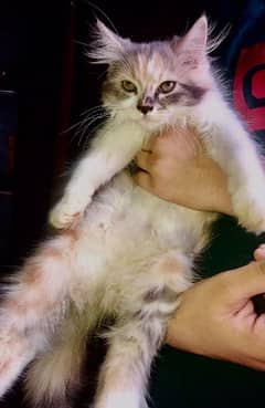 female persian Cat (triple coated)