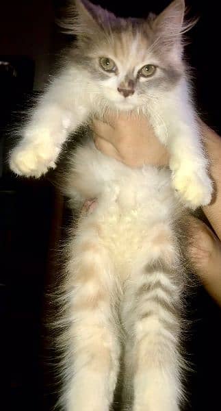 female persian Cat (triple coated) 1