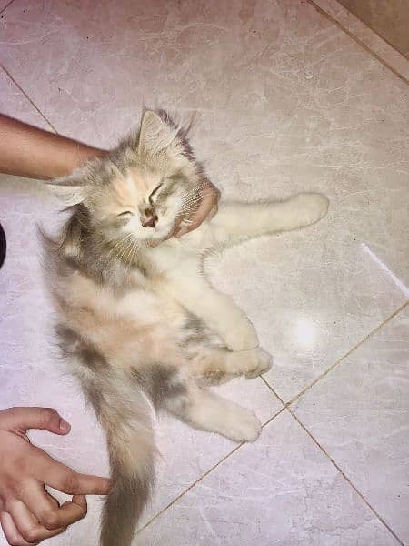 female persian Cat (triple coated) 2