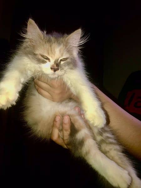 female persian Cat (triple coated) 3