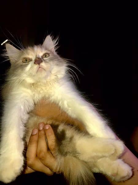 female persian Cat (triple coated) 4