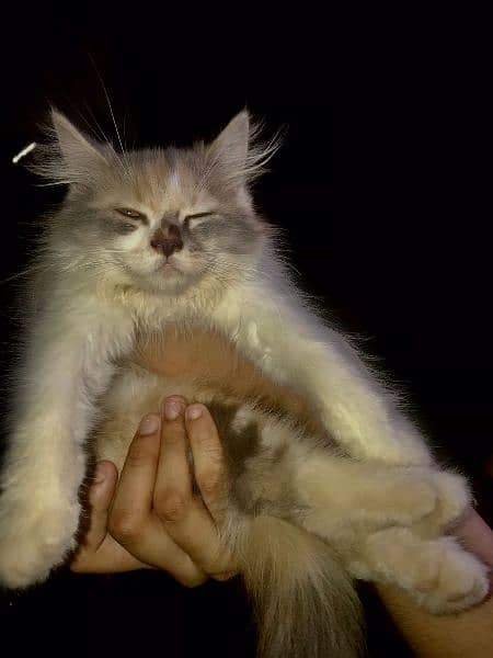 female persian Cat (triple coated) 5