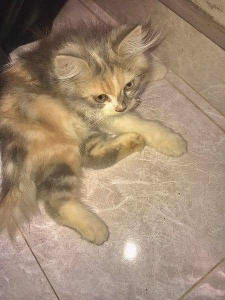 female persian Cat (triple coated) 6