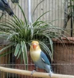 Parblue split ino 2 breeder pairs total 4 birds for sale