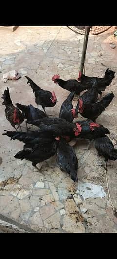 Australorp males for sale